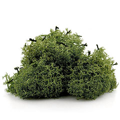 Muschi de Islanda 12 g | culori diferite