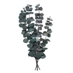 Eucalipt stabilizat Baby Blue / 4 tulpini, verde, 20 cm