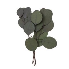 Eucalyptus Populus stabilizat - verde / 4 tulpini, 20 cm