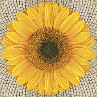 Servetele pentru decoupage Sunflower on Seeds - 1 buc