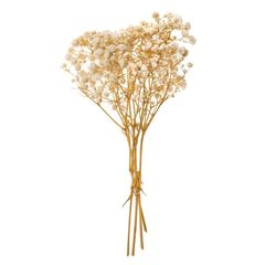 Gypsophila naturală / 4 tulpini, 20 cm