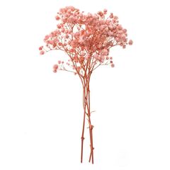 Gypsophila roz deschis - 4 tulpini, 20 cm