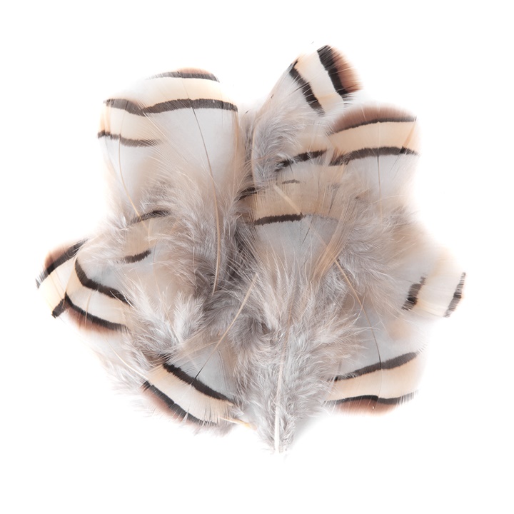 Pene decorative de fazan deschise / 15 buc