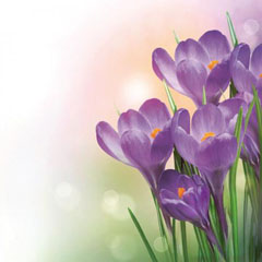 Șervețele pentru DECOUPAGE - Crocus violet - 1 buc